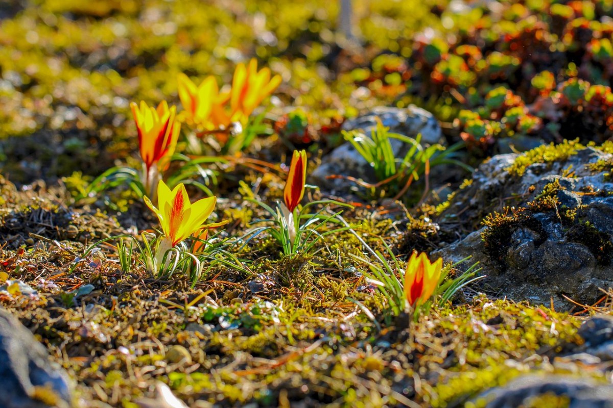 藏红花、黄色、春天免费图片