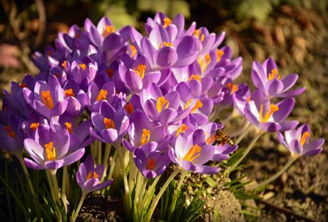 藏红花、早布卢默、鲜花