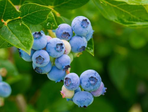 新鲜的浆果蓝莓