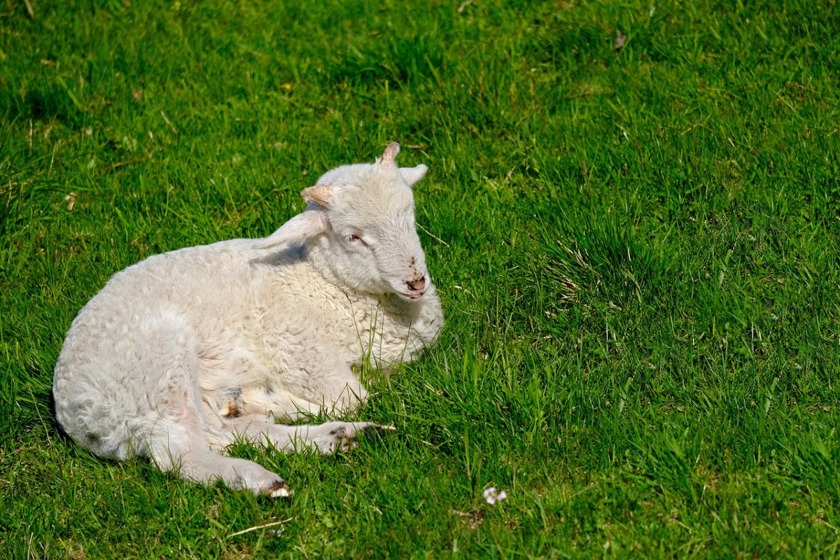 羔羊、动物、草地免费图片