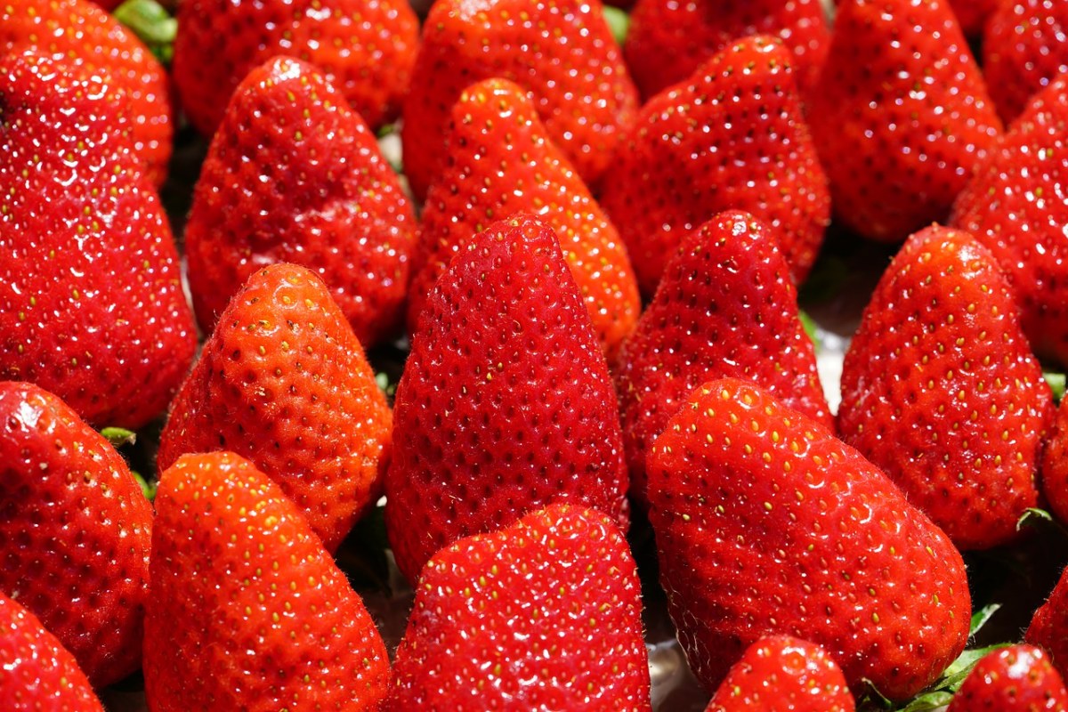 草莓、甜、红色免费图片
