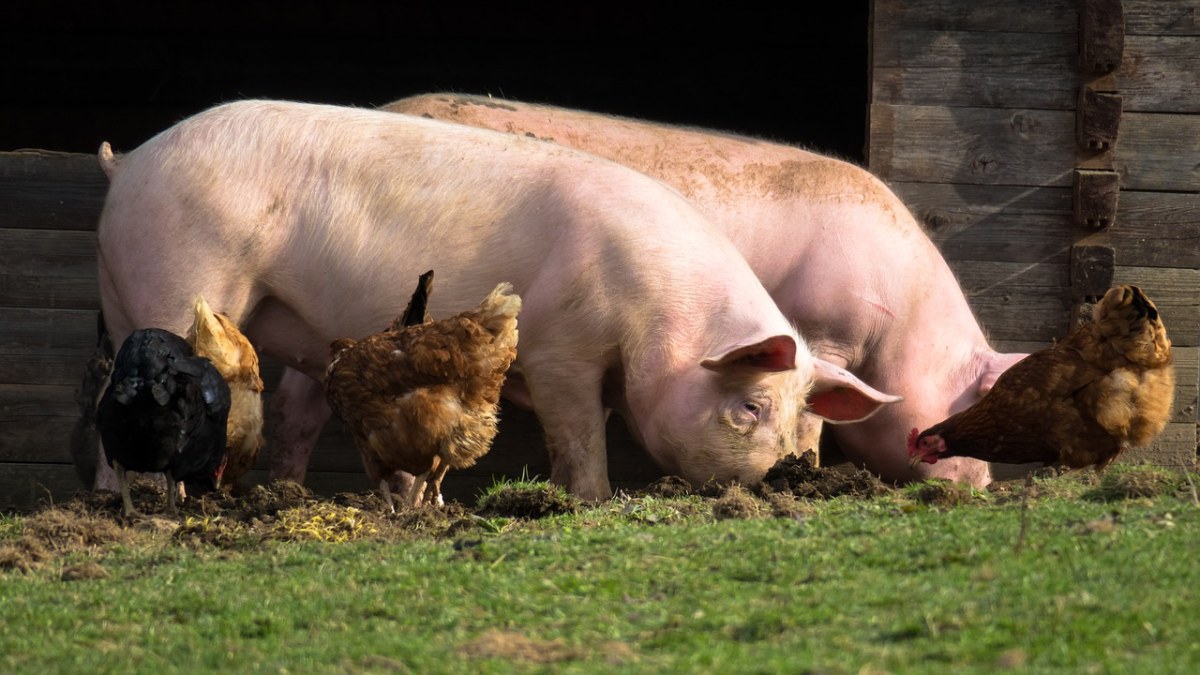 农舍的猪和鸡免费图片