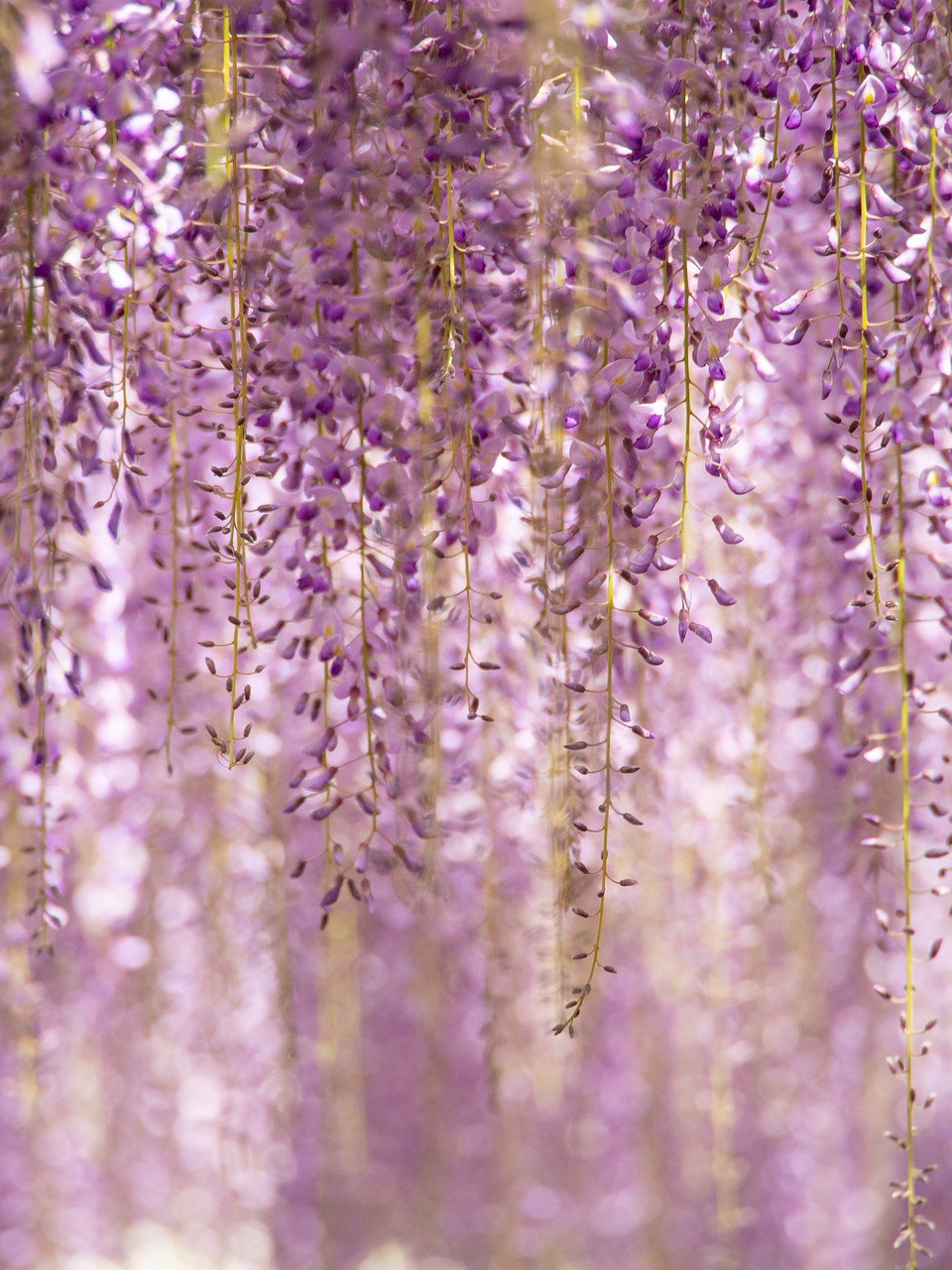 唯美的紫藤花免费图片