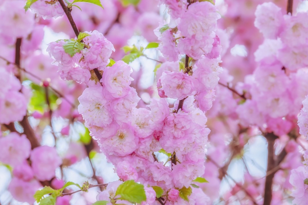 粉红色的樱花图片免费图片