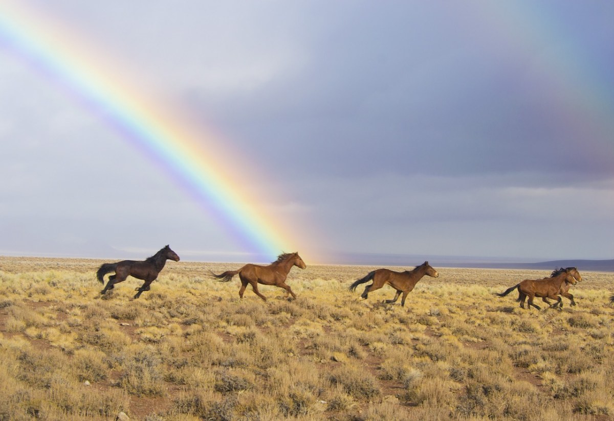 野马、彩虹、发布免费图片