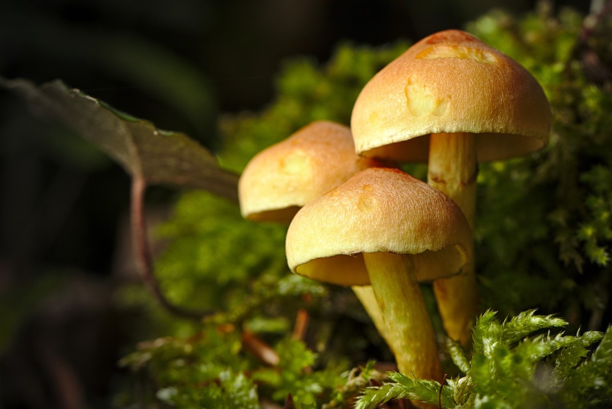 蘑菇,春天,森林