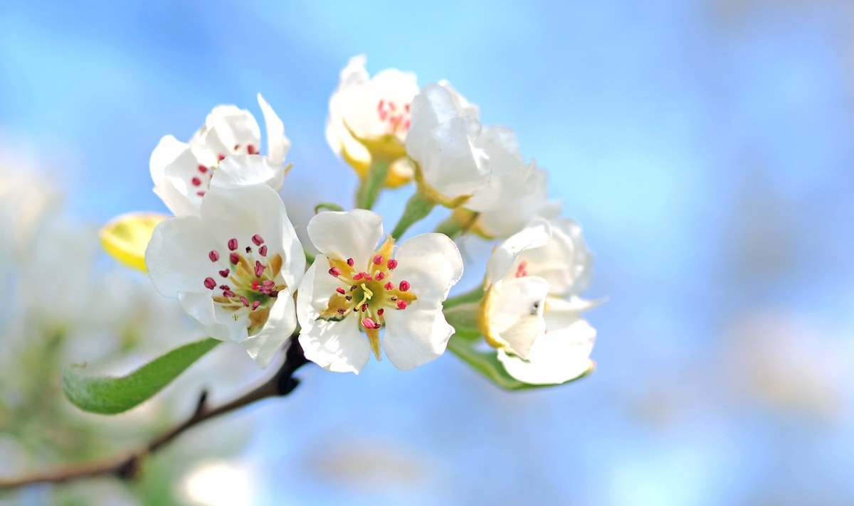 苹果花特写图片免费图片