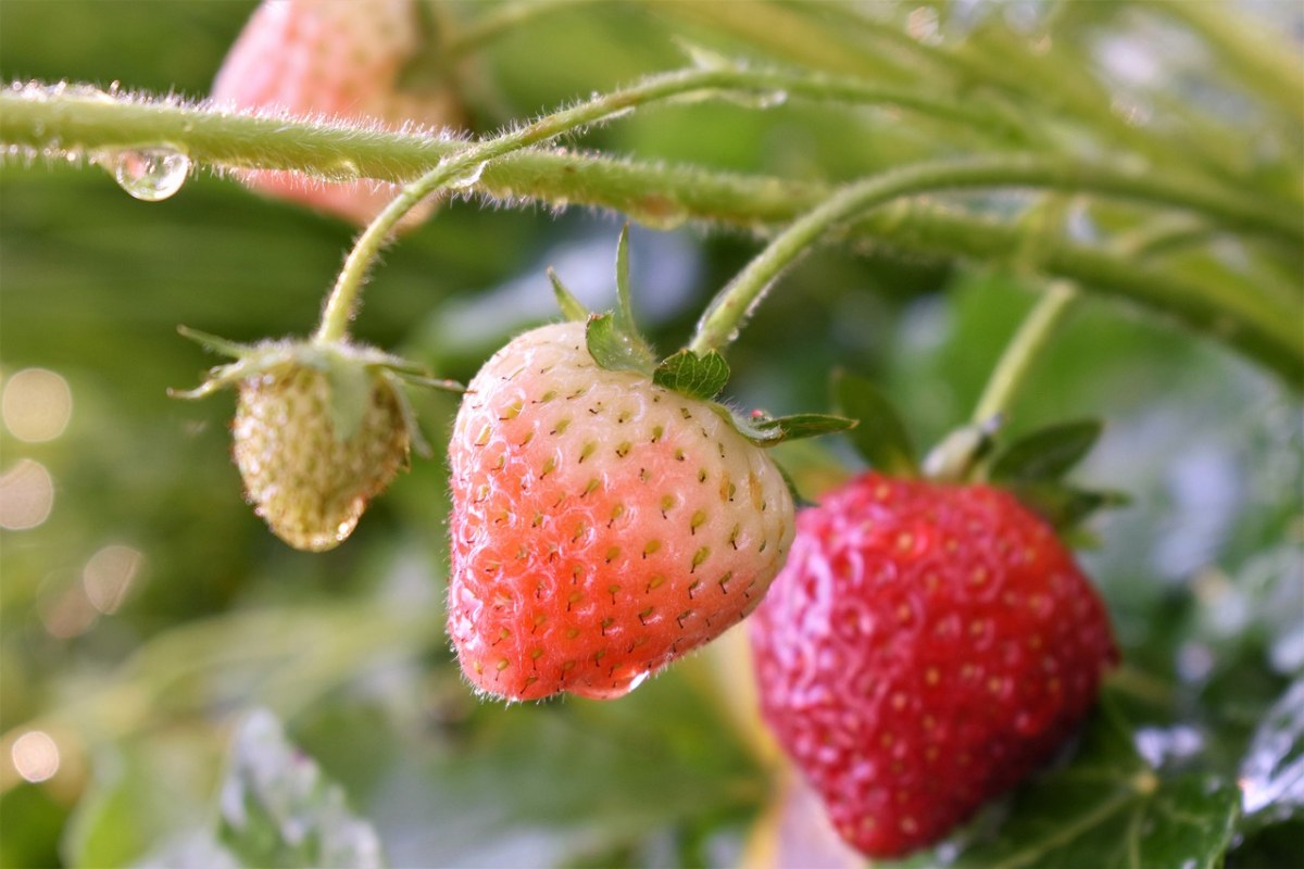 新鲜草莓免费图片