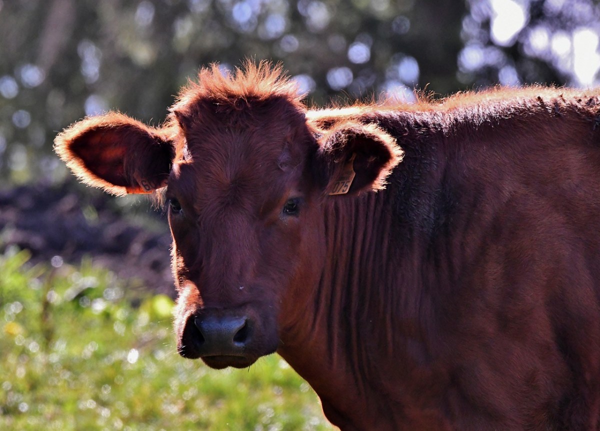 母牛、哺乳动物、Herkauwer免费图片