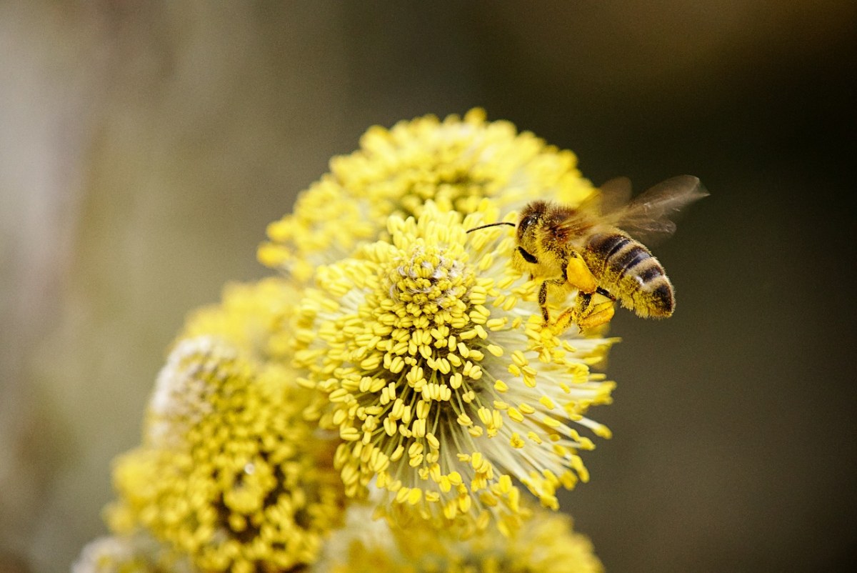 春天的蜜蜂采花免费图片
