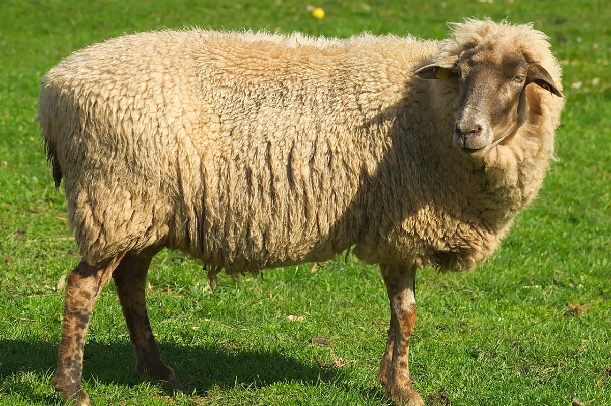 羊、宠物、动物世界免费图片