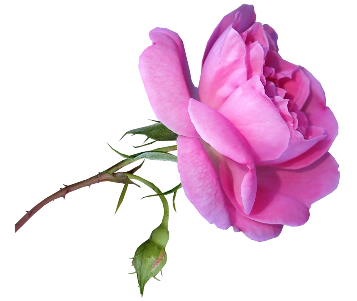 花、玫瑰、粉红色免费图片