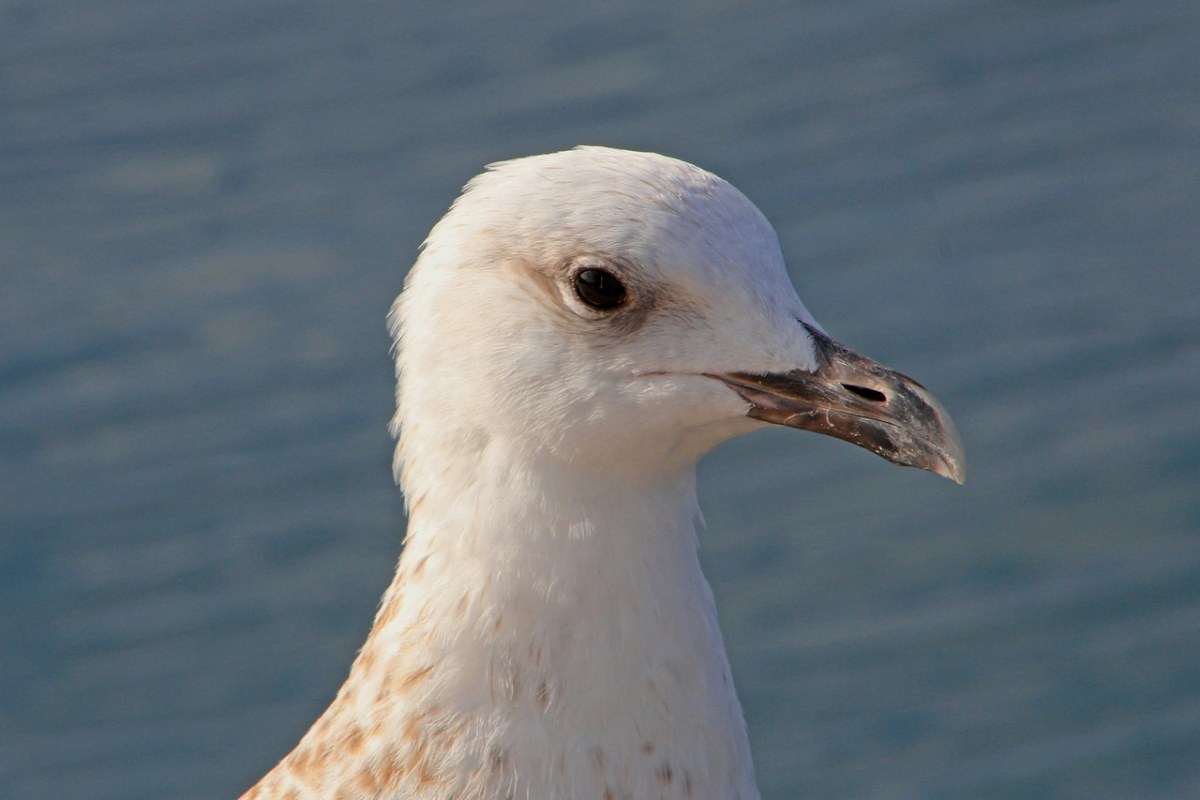 由georgschober贡献发布在pixabay免费图片平台.