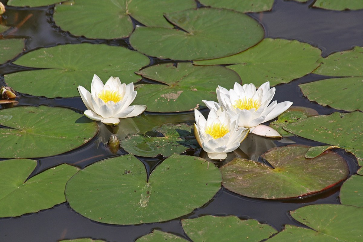 水百合花的水百合水的植物,性质,湖