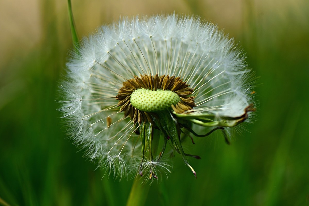 蒲公英、花、植物免费图片