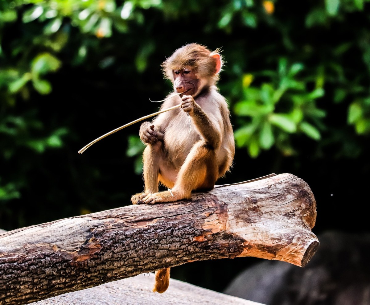 狒狒,灵长类动物,猴子