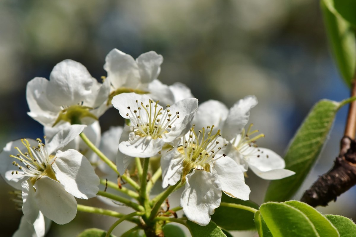 苹果花,苹果树,苹果树花