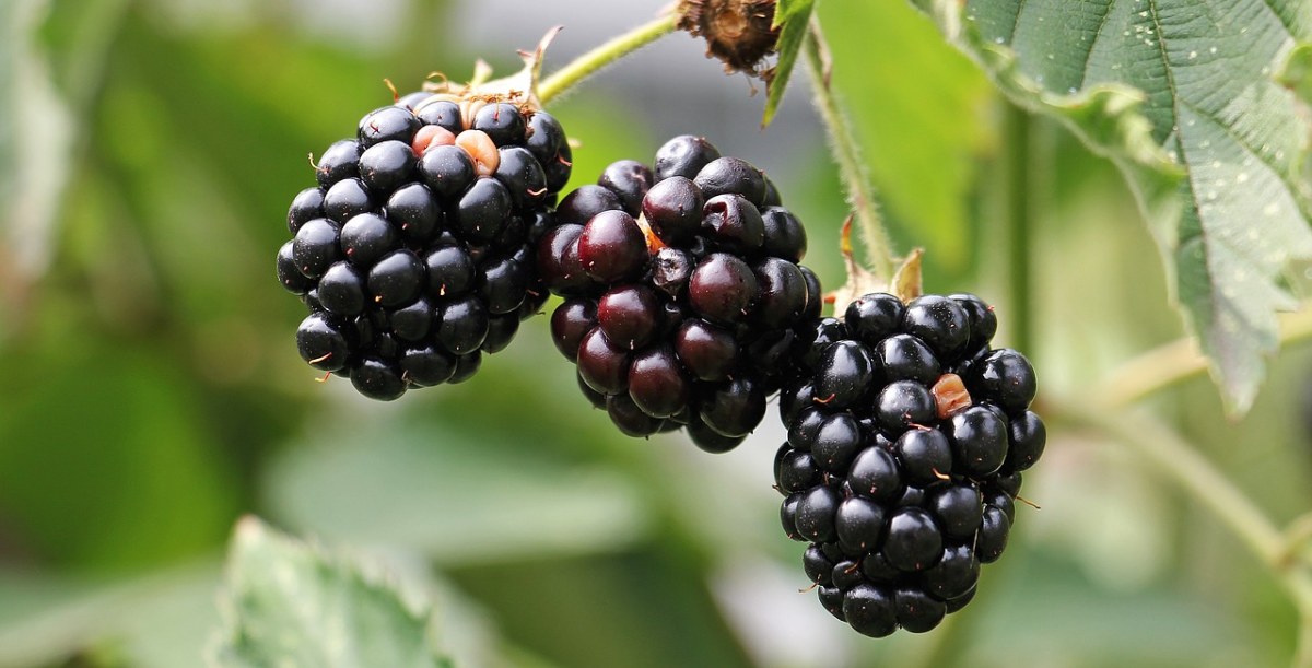 黑莓、荆棘、浆果免费图片