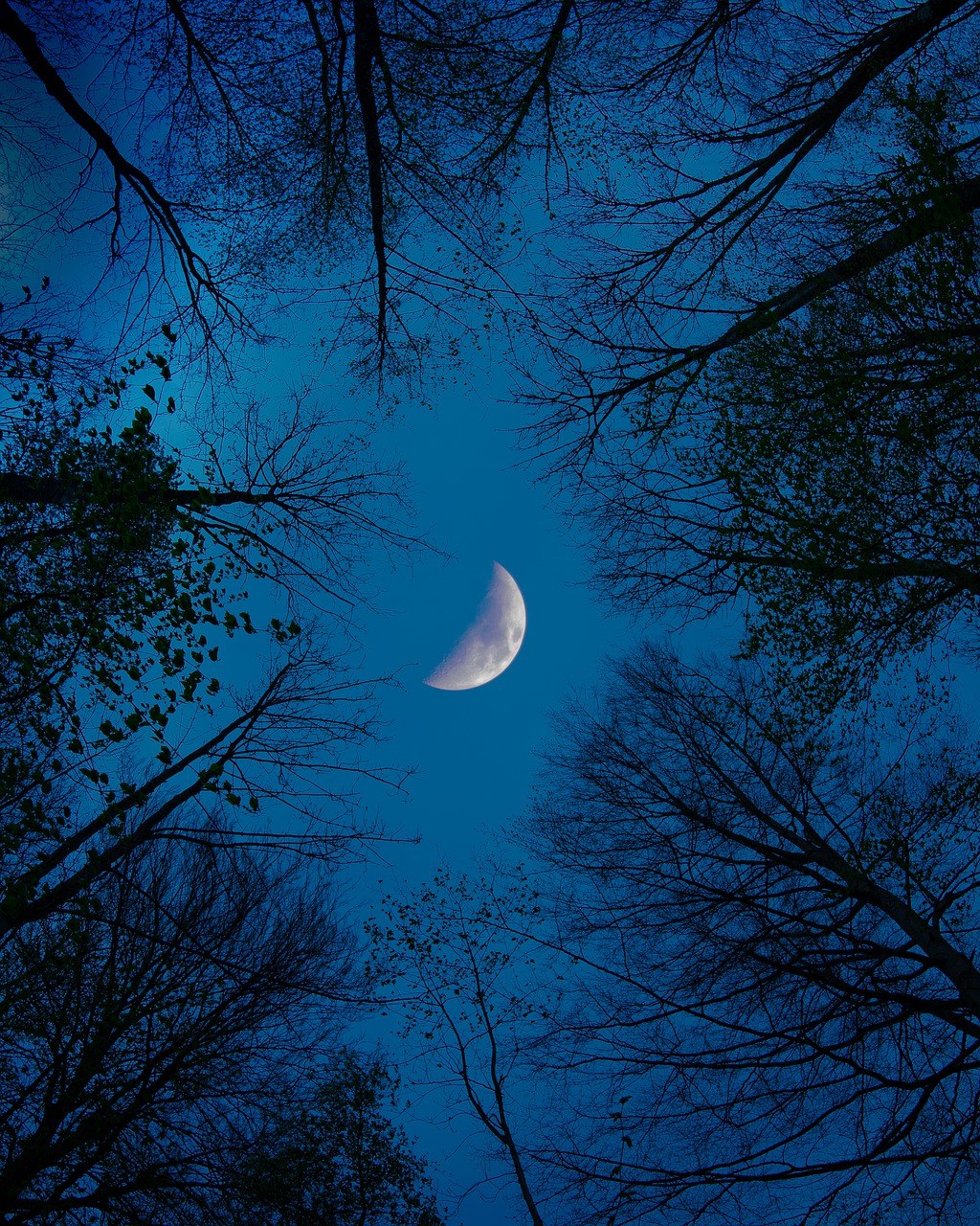 月亮、森林、夜免费图片