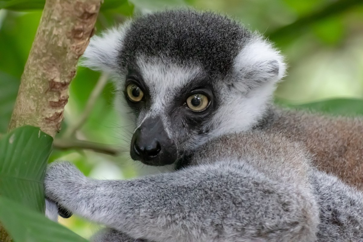 马达加斯加大眼睛猴子图片