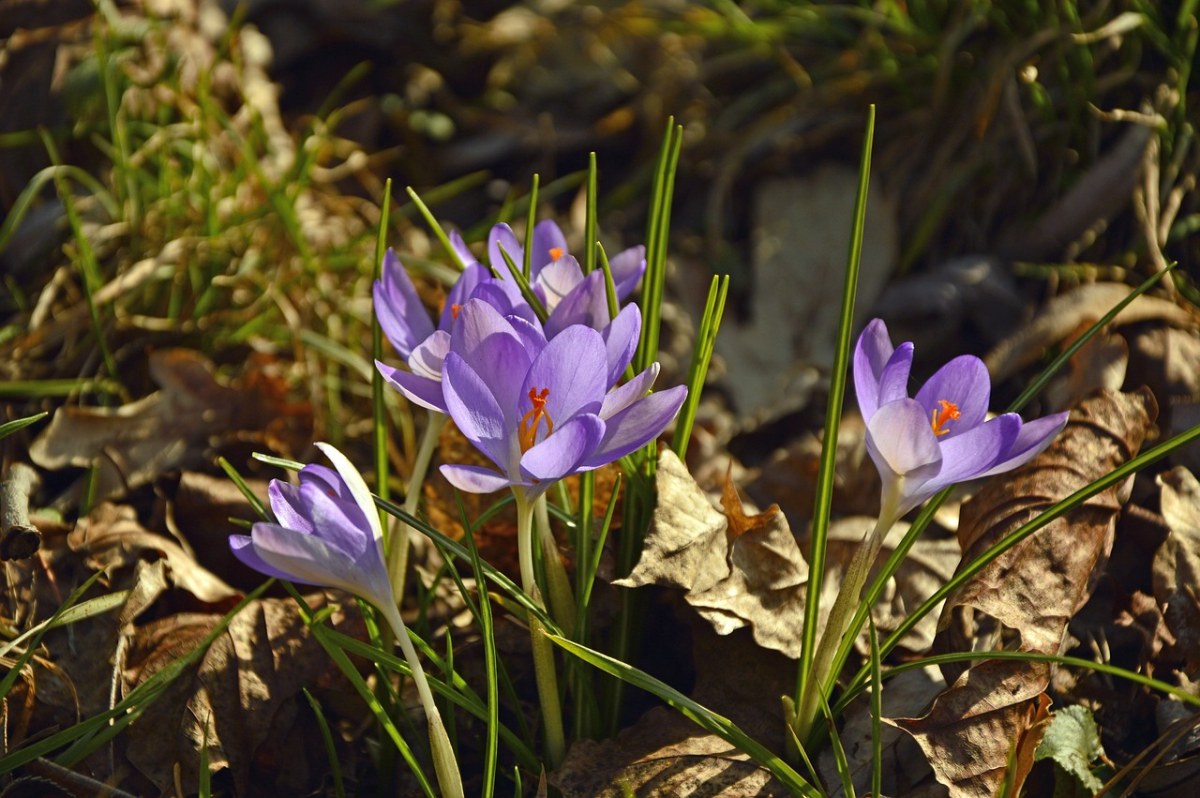 藏红花、早布卢默、鲜花免费图片