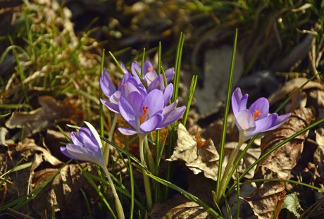 藏红花、早布卢默、鲜花