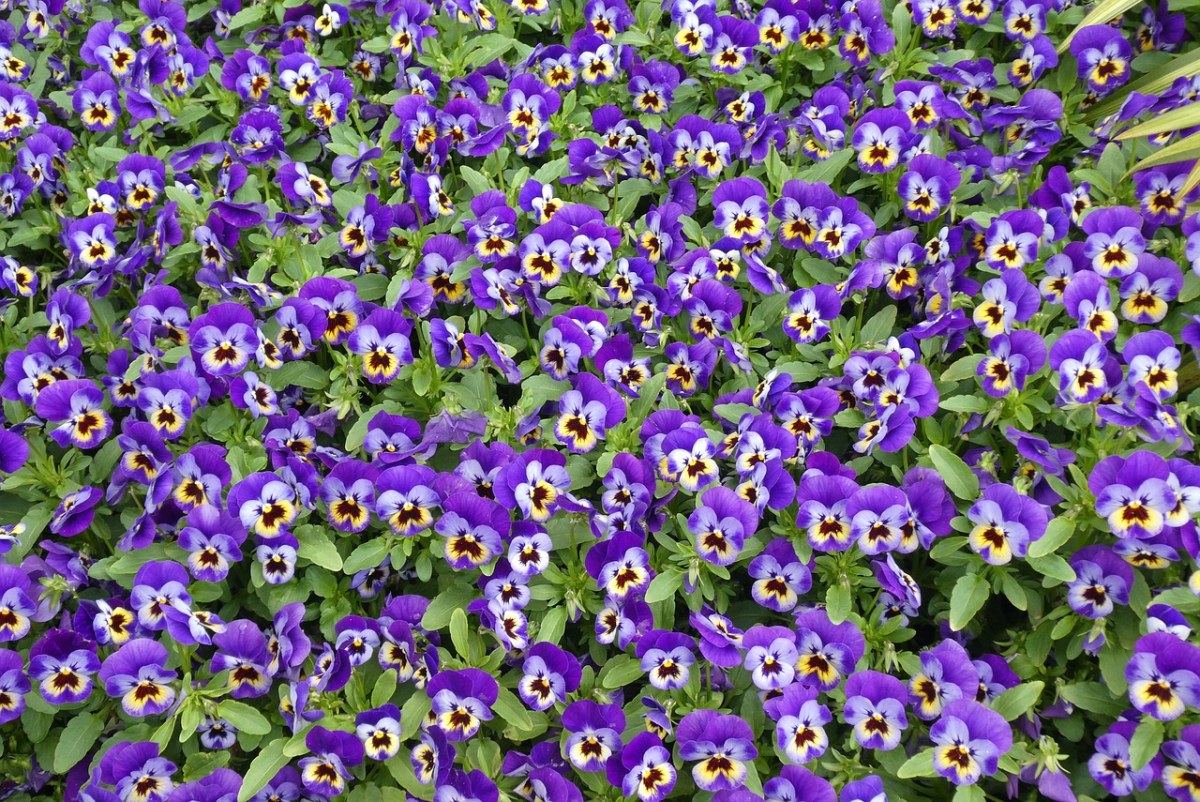紫罗兰、鲜花、绽放免费图片