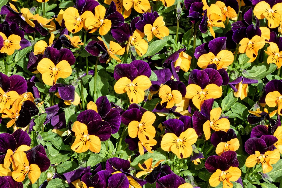 黄色与紫色的角堇花背景图免费图片
