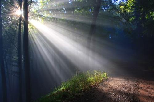 阳光、Herbstnebel、秋季森林