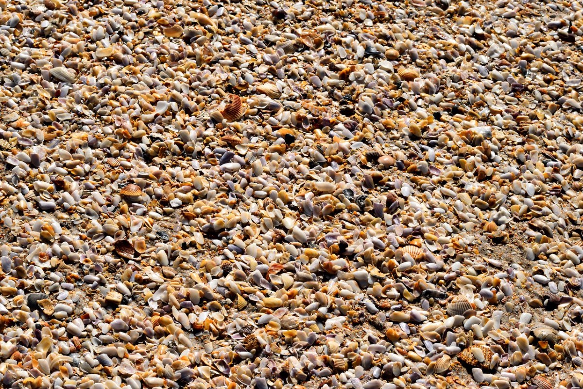海滩贝壳、碎石、模式免费图片