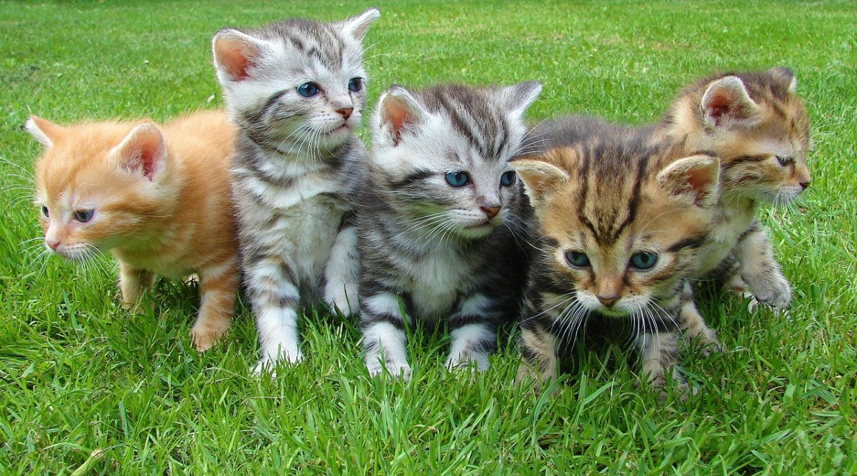小猫、猫、猫的小狗免费图片