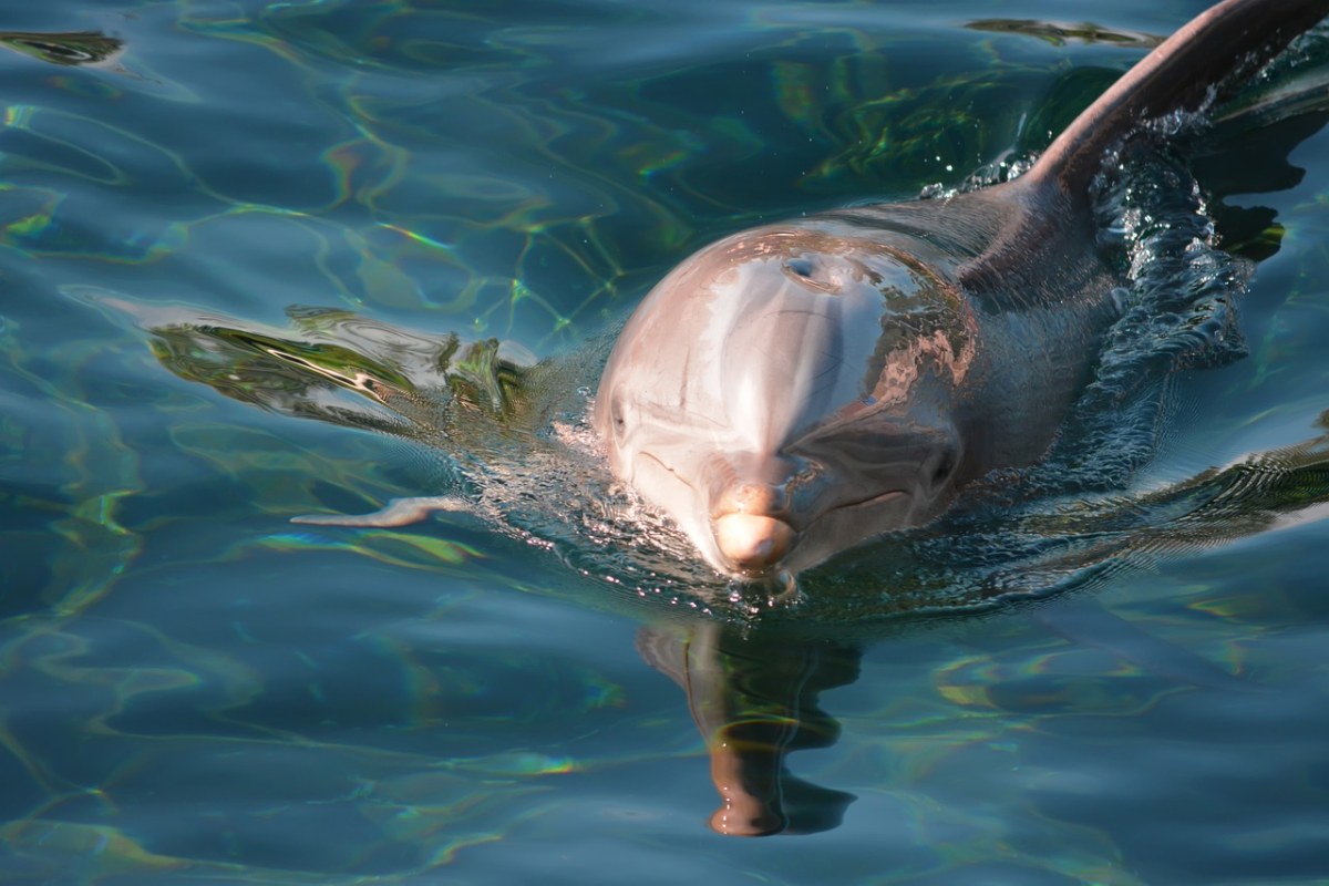海豚、树木、动物园免费图片