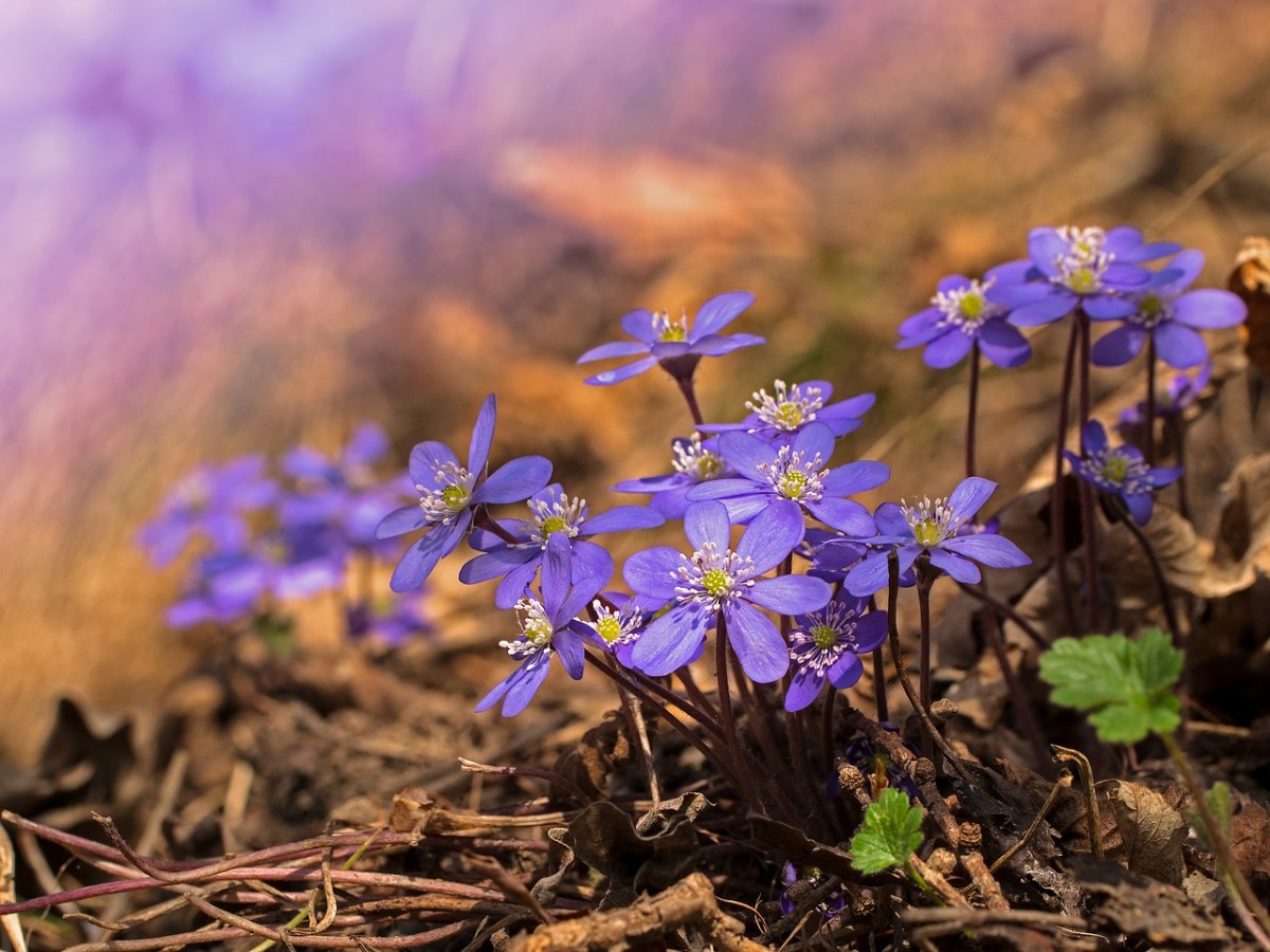 獐耳细辛的紫色花朵免费图片