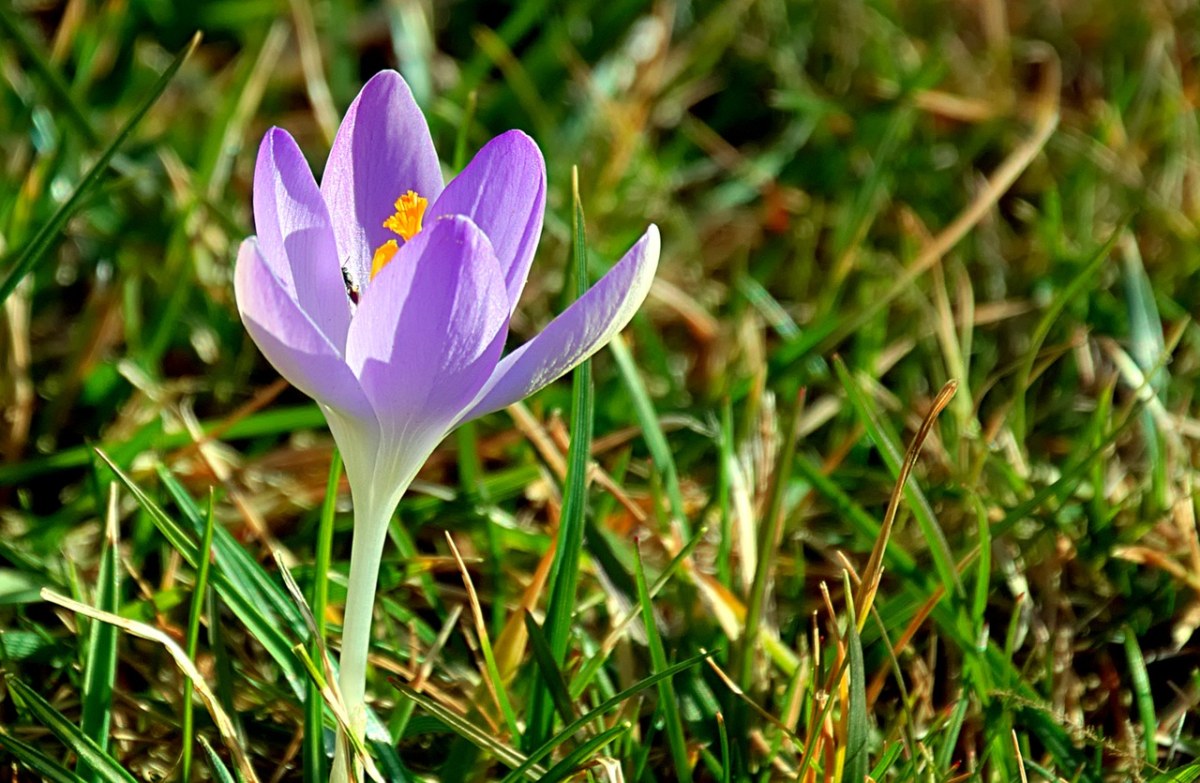 藏红花、紫、春天免费图片
