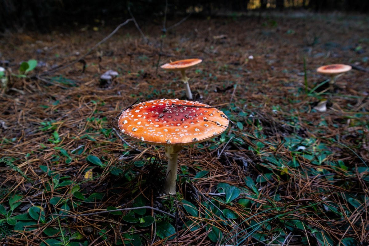 蘑菇、森林、秋季免费图片
