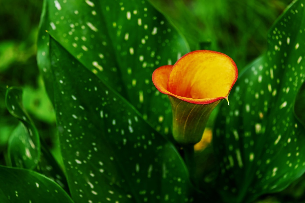 马蹄莲,花,hy