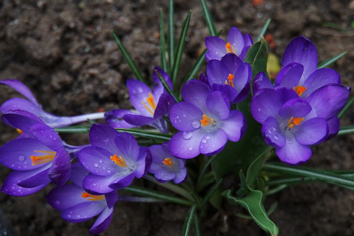 藏红花、紫、春天免费图片