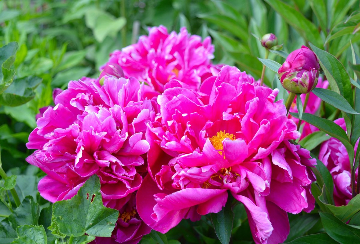 红牡丹花朵免费图片