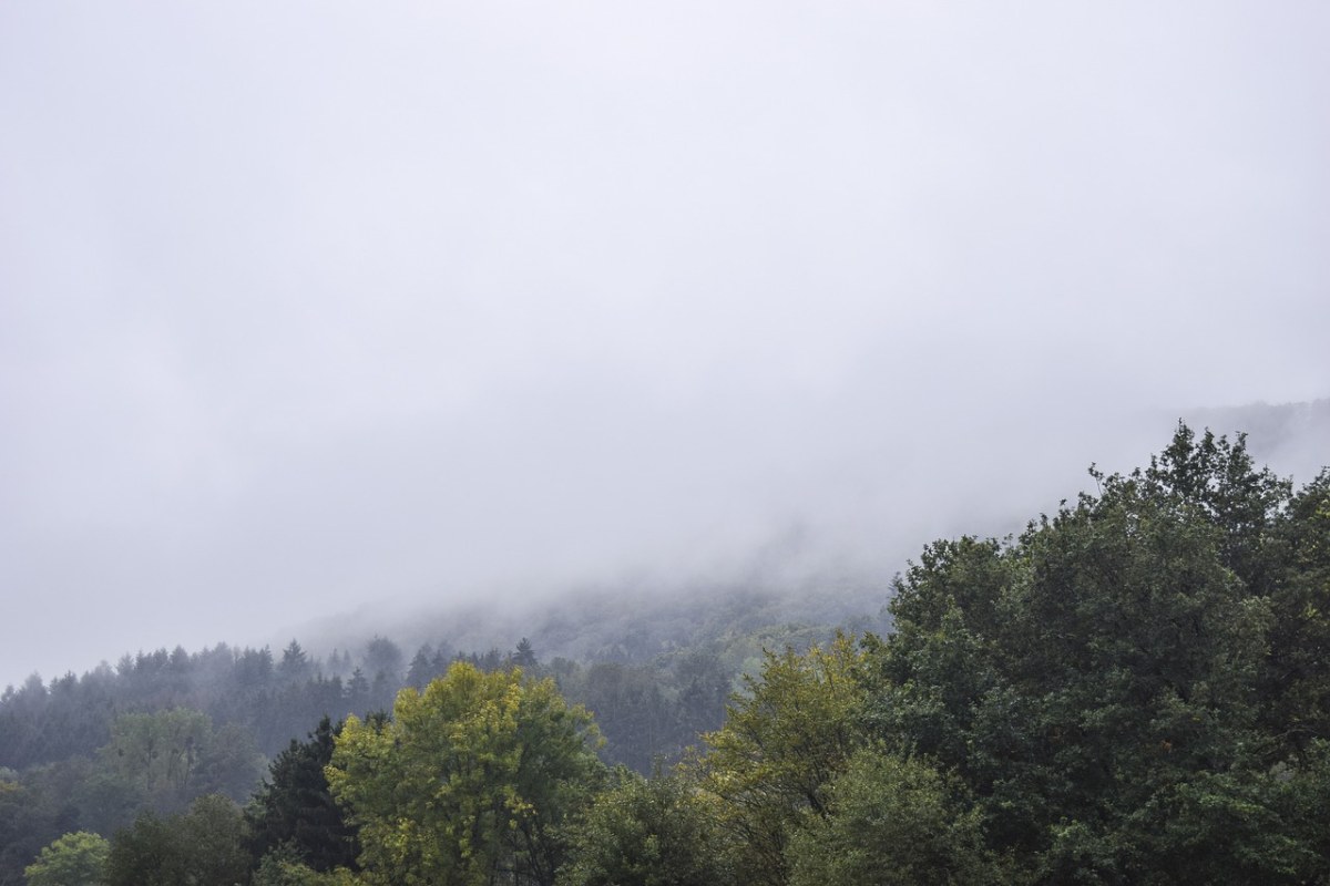 景观、雾、森林免费图片