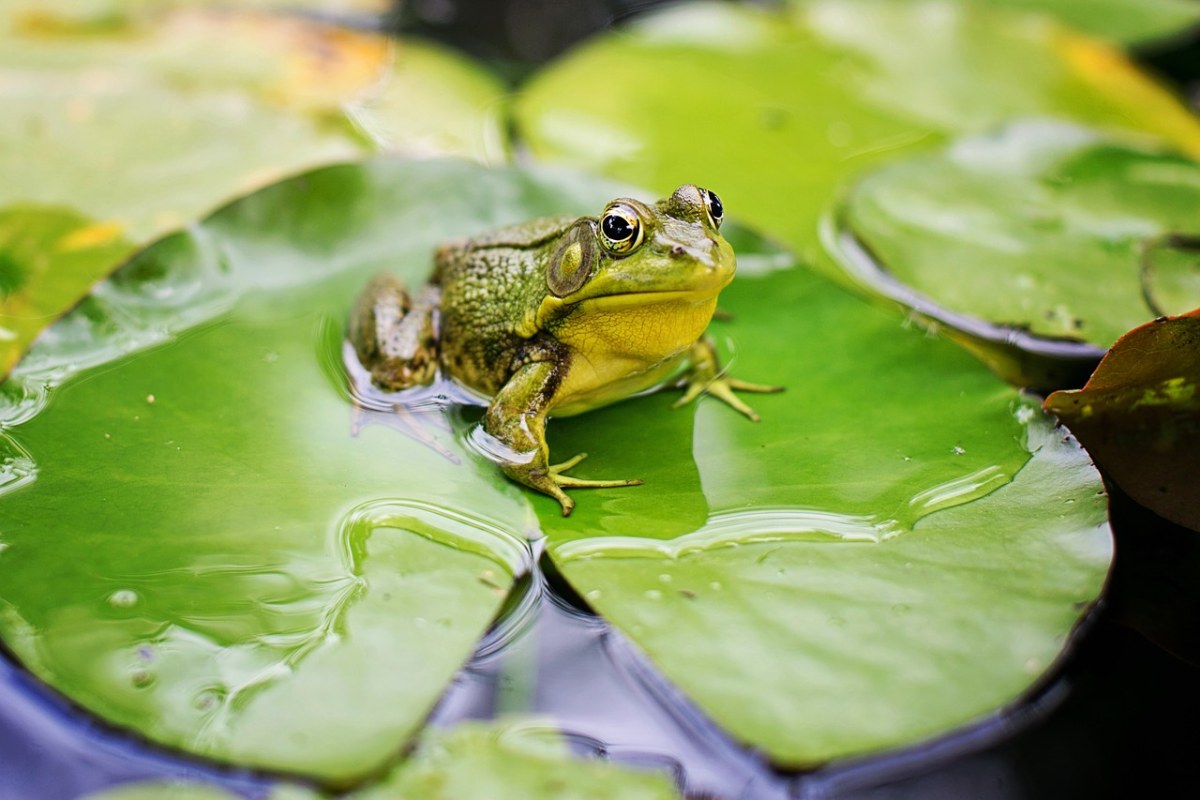牛蛙、绿色、池免费图片