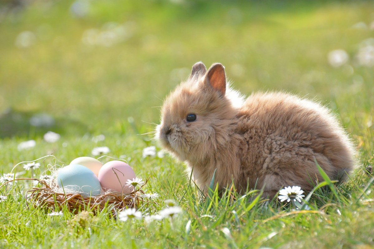 复活节主体 草地上的兔子图片免费图片