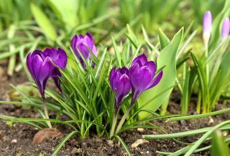 番红花、三月、春暖花开