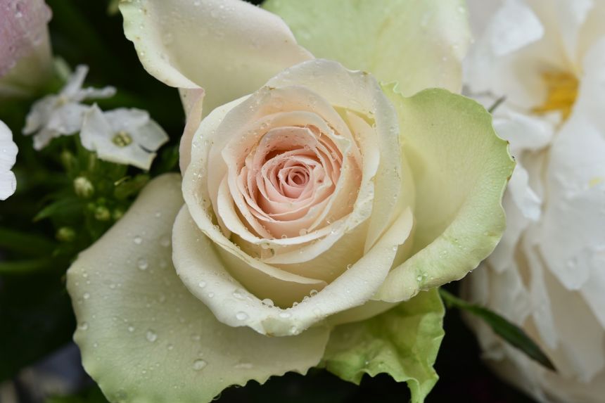 花,粉色,白色的玫瑰与滴雨