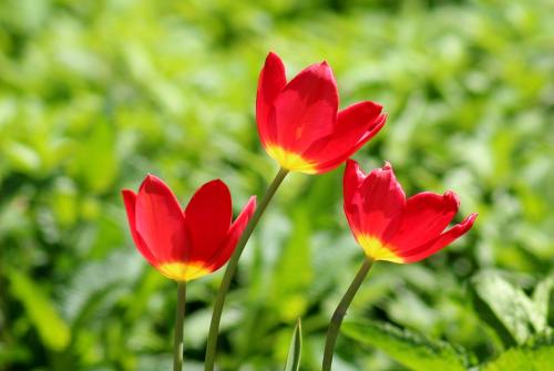 郁金香、红色、春暖花开