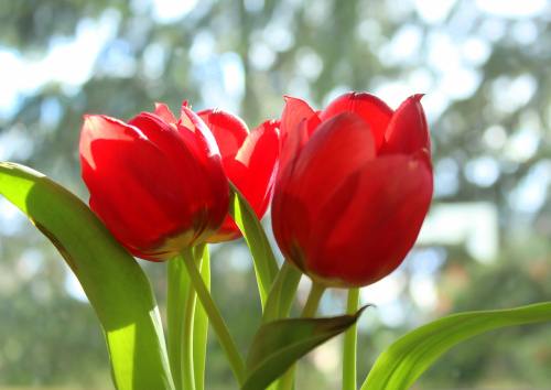 郁金香、红色、春暖花开