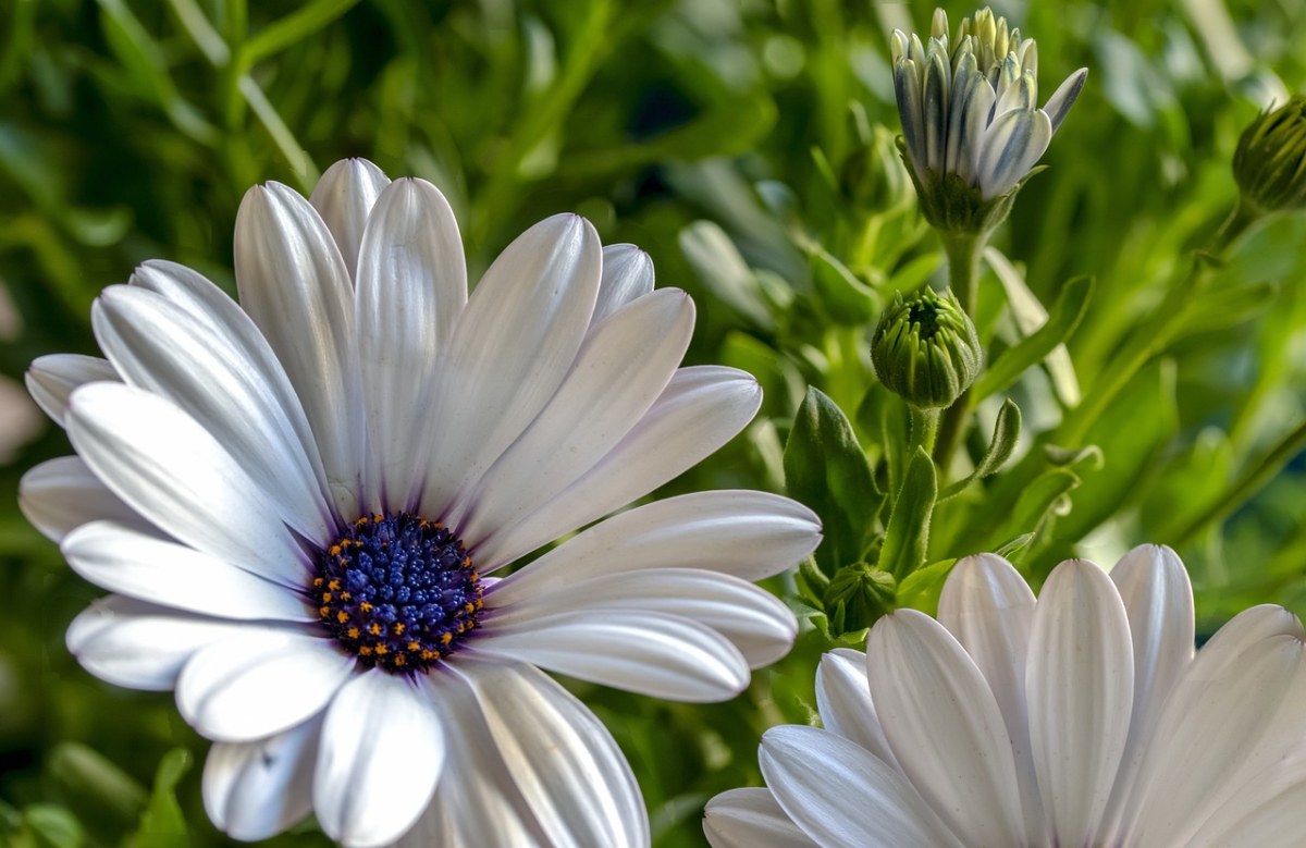 美丽的、白色雏菊、花免费图片