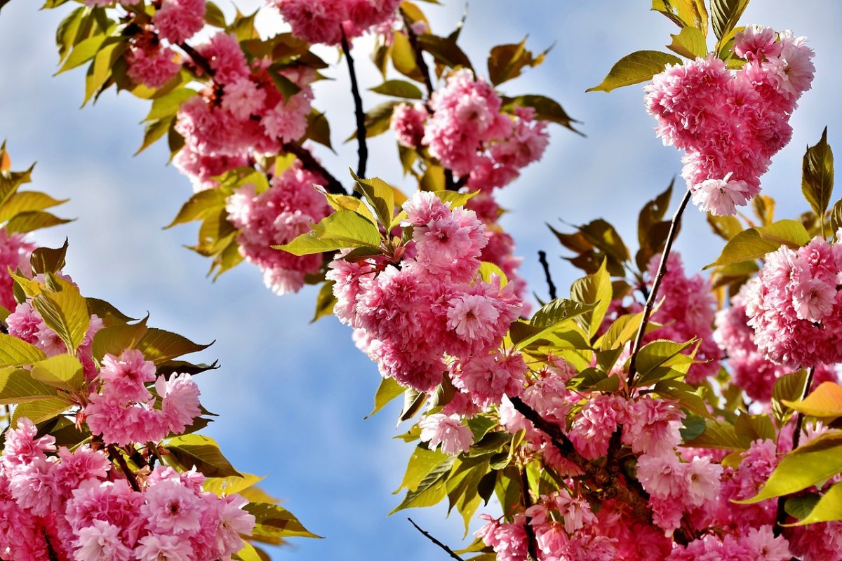 盛开的樱花图片免费图片