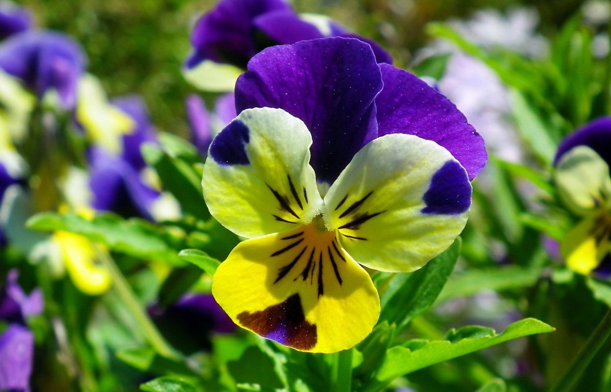 紫罗兰、鲜花、多彩免费图片