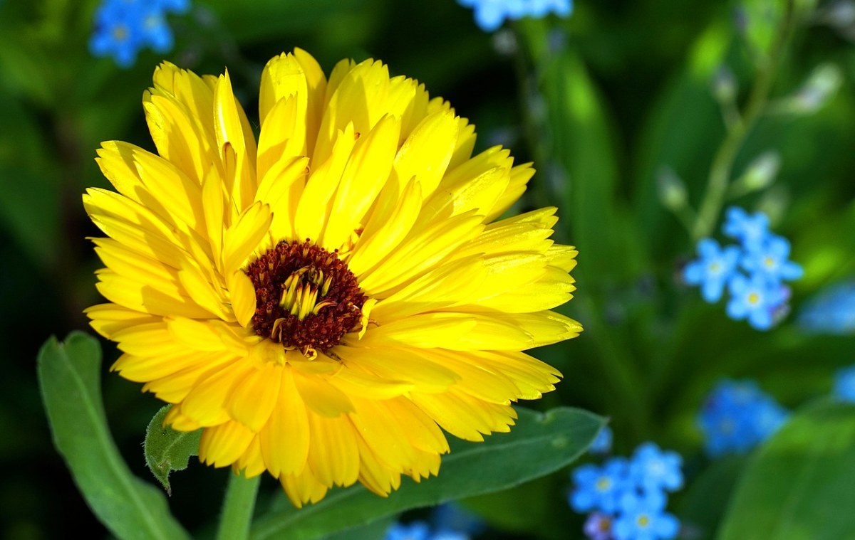 万寿菊、黄色、开花免费图片