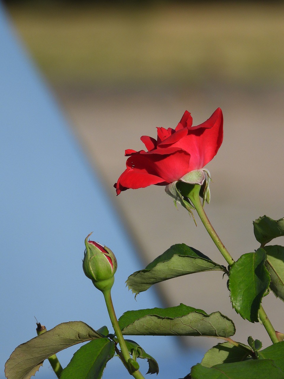 玫瑰、花、红色免费图片